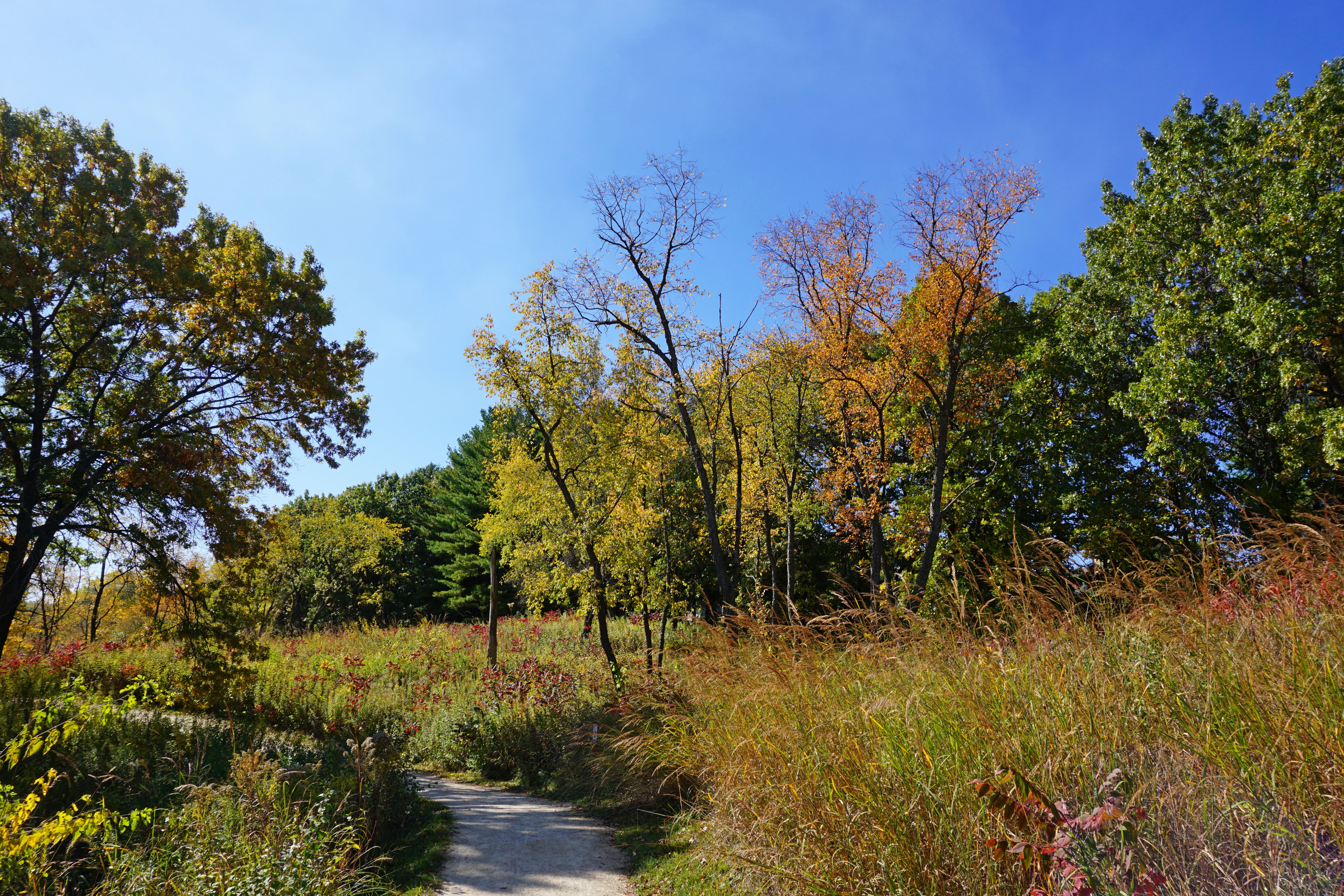 Scenic Autumn Trail Under Clear Blue Sky · Free Stock Photo