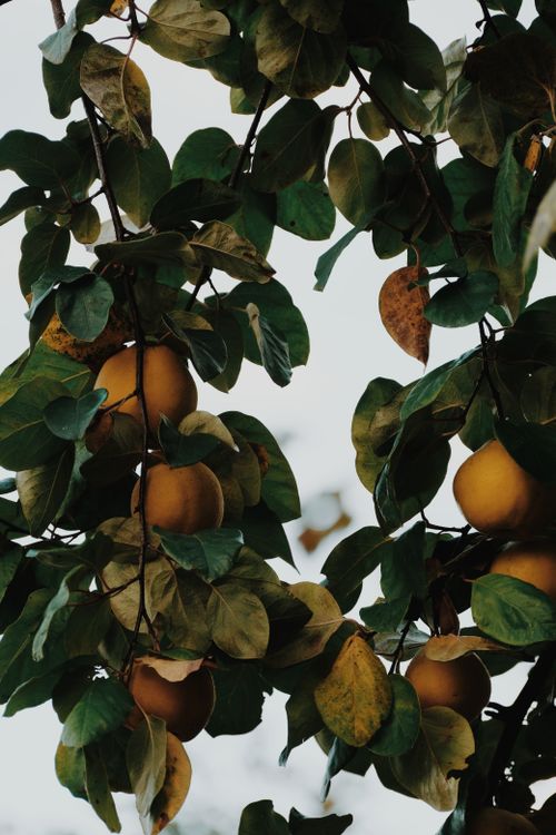 Free Detailed view of ripe quince fruits hanging among green leaves, offering a rich, natural feel. Stock Photo