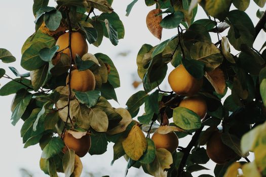 Close-up of ripe quince fruits hanging on tree branches amidst lush green leaves.
