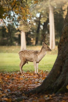 Beautiful fallow deer in forest surrounded by autumn leaves, creating a serene nature scene.