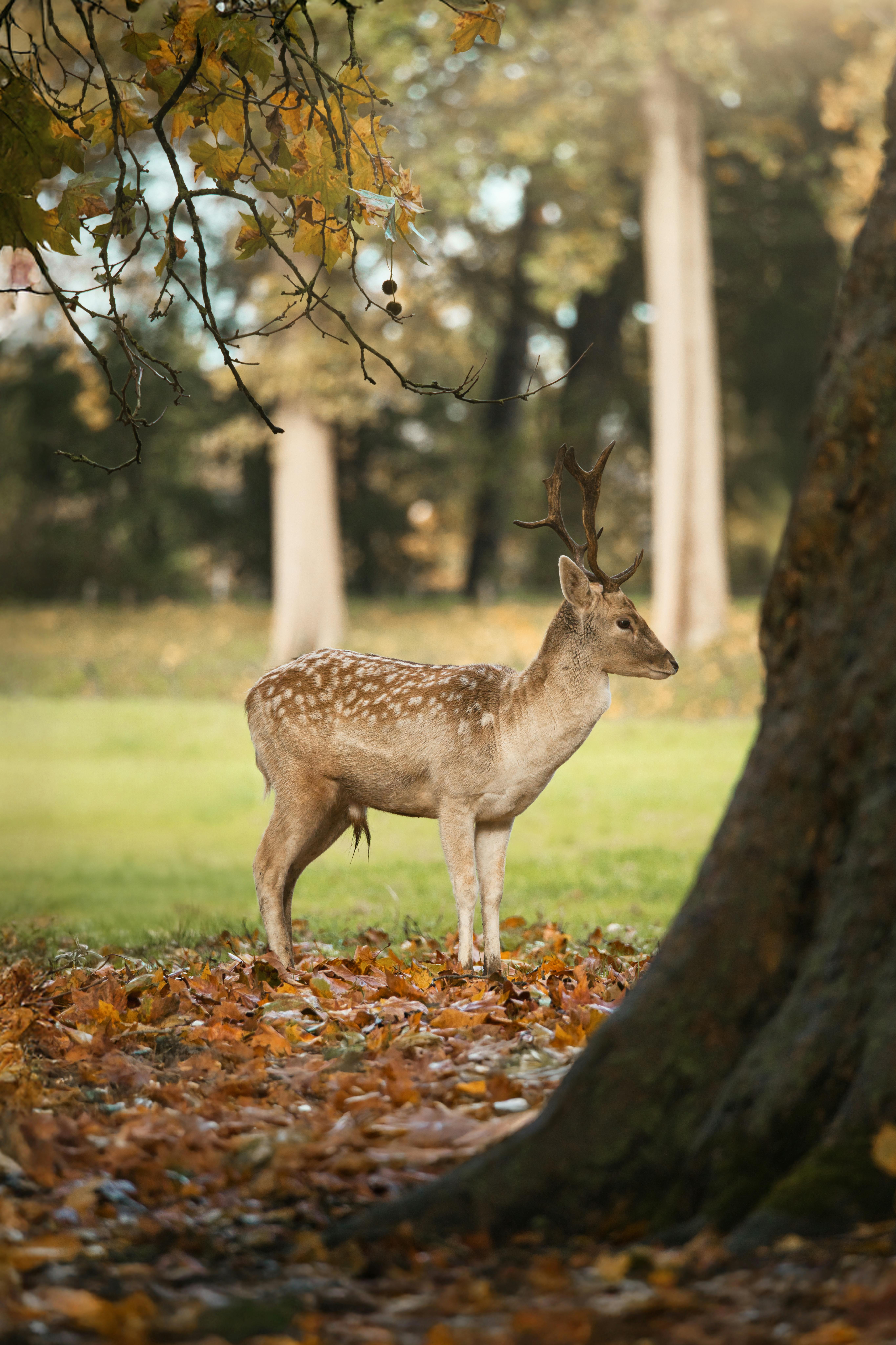 Gratuit Magnifique daim dans la forêt entouré de feuilles d'automne, créant une scène naturelle sereine. Photos