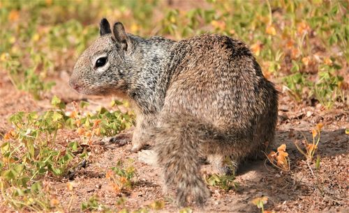 Free Close-up of a curious California ground squirrel in Goleta, California. Stock Photo