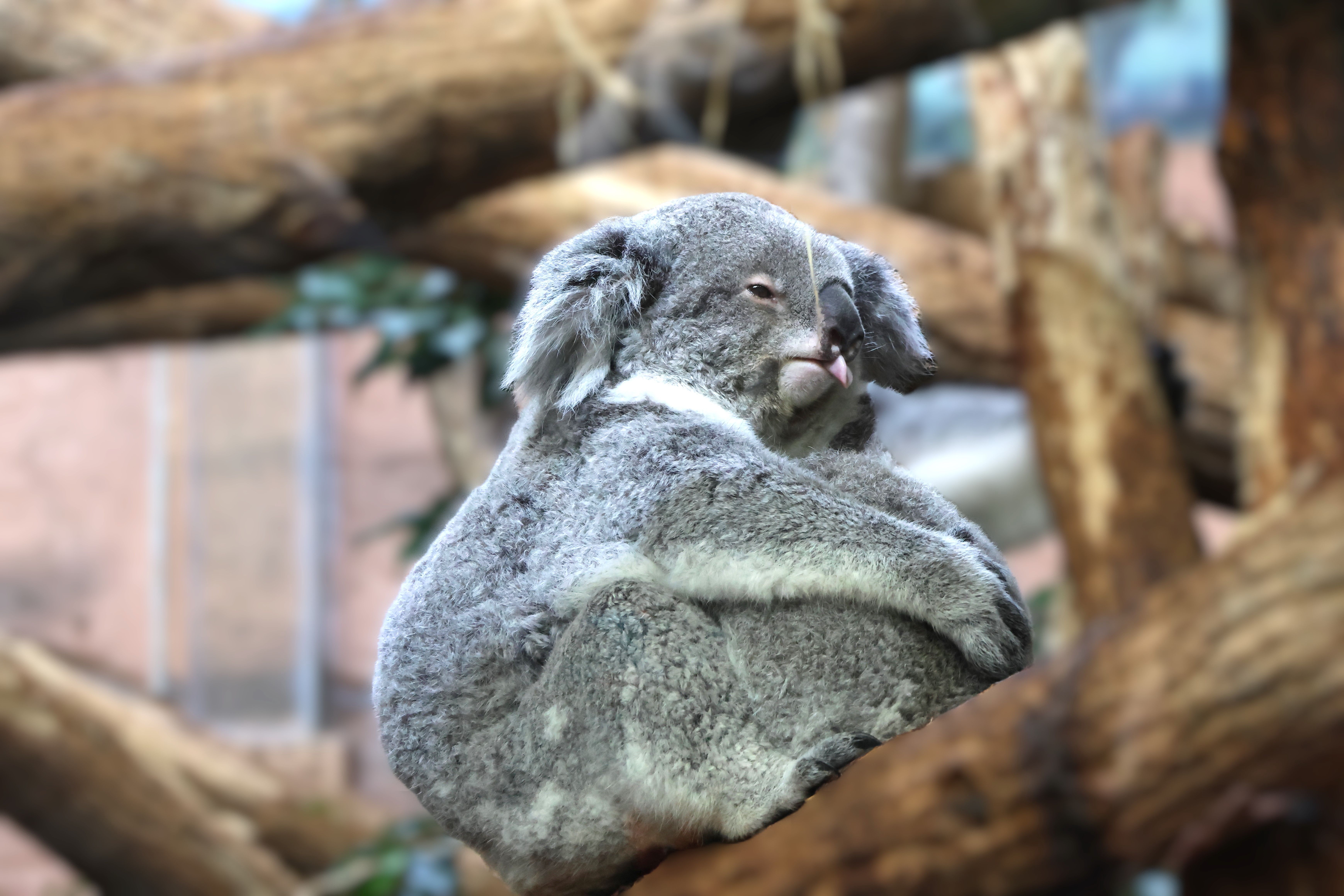 Cozy Koala Resting in Natural Habitat · Free Stock Photo