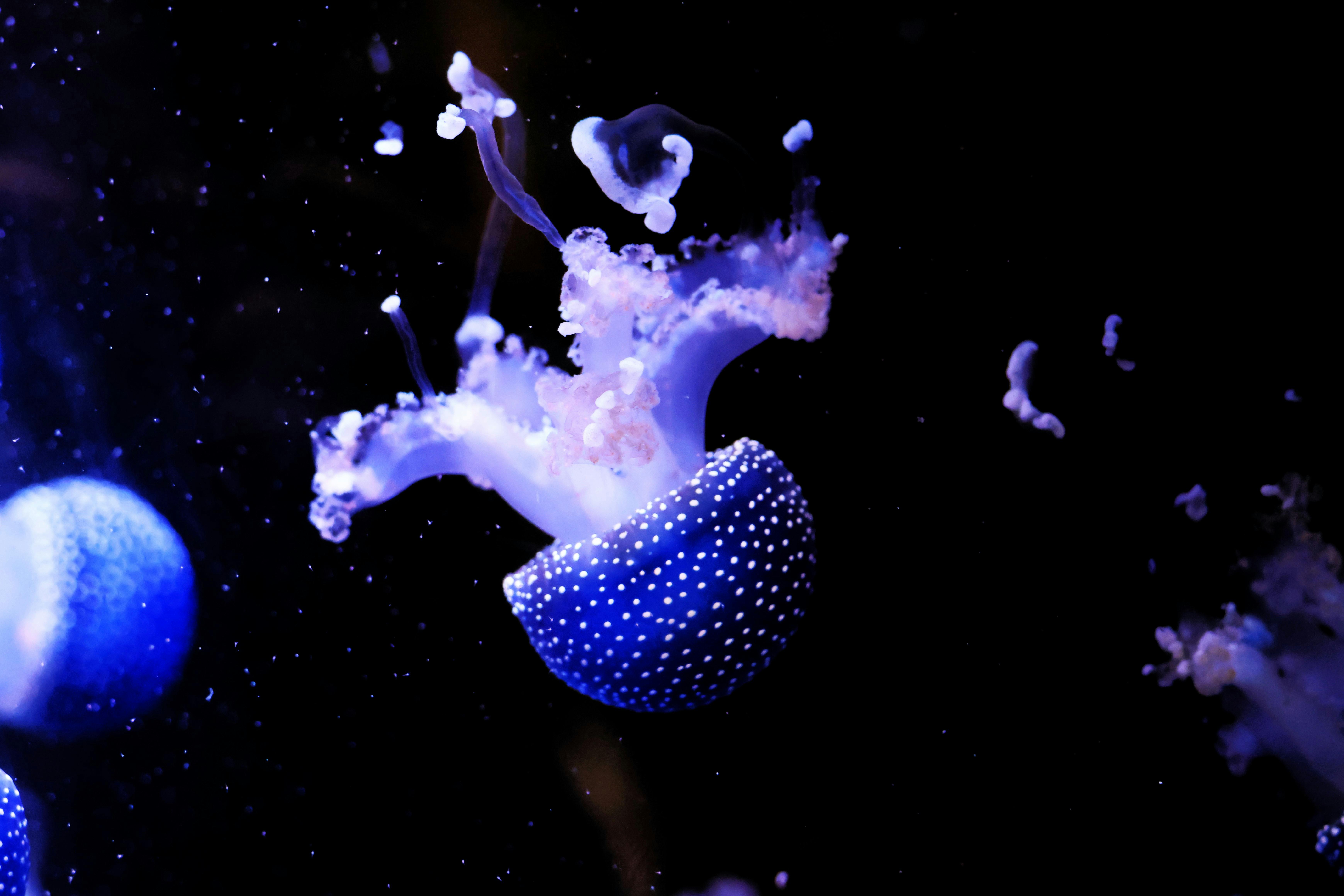 Innovative Approaches in Marine Conservation