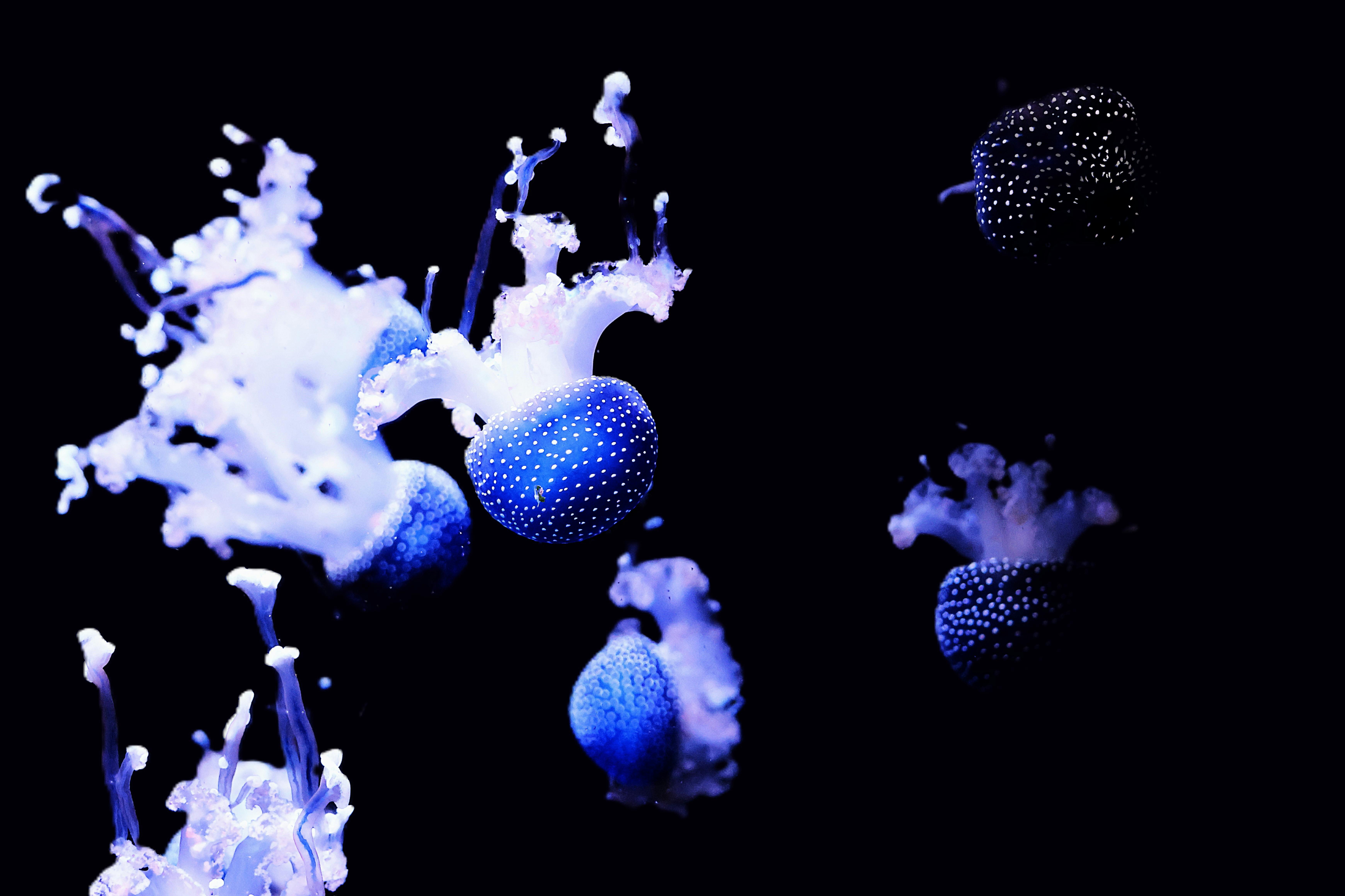 Discovering Extraordinary Species: Wonders of the Natural World