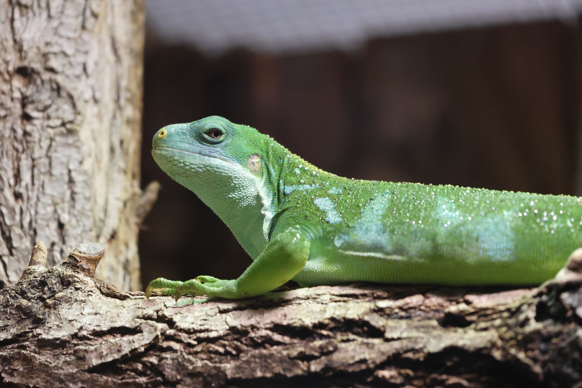 Reptile Foggers vs Misting Systems for Humidity (2026) – Which Method Keeps Your Terrarium Healthy and Moisture-Stable