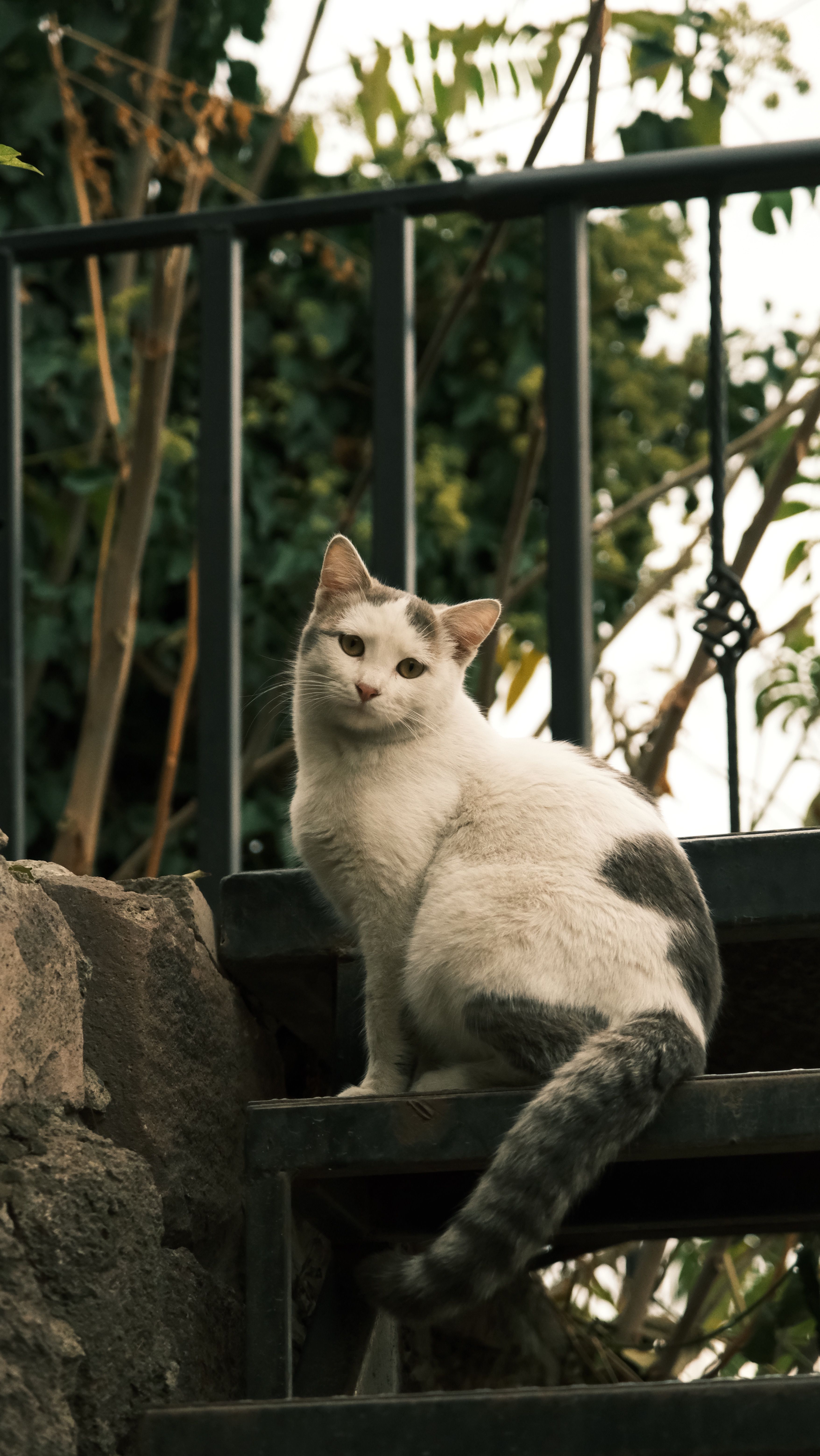 White and Gray Cat Resting on Outdoor Steps · Free Stock Photo