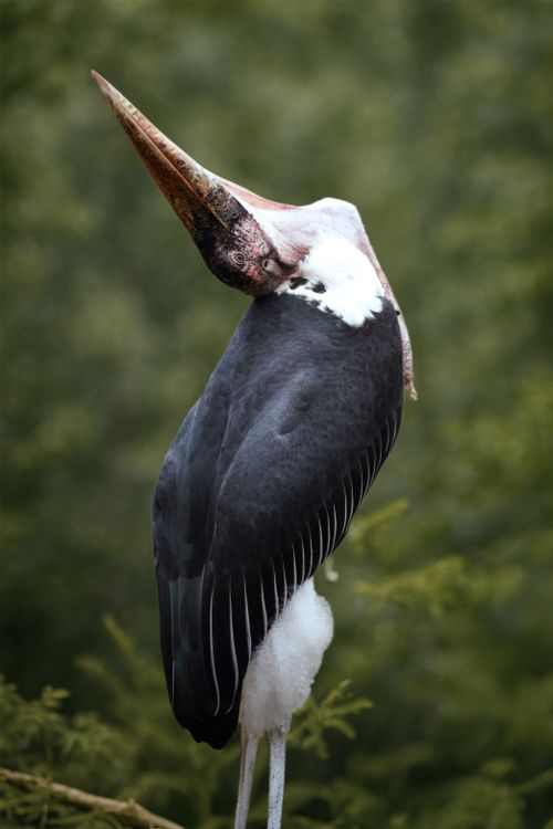 Free Close-up of a Marabou Stork preening its feathers amidst lush greenery. Stock Photo
