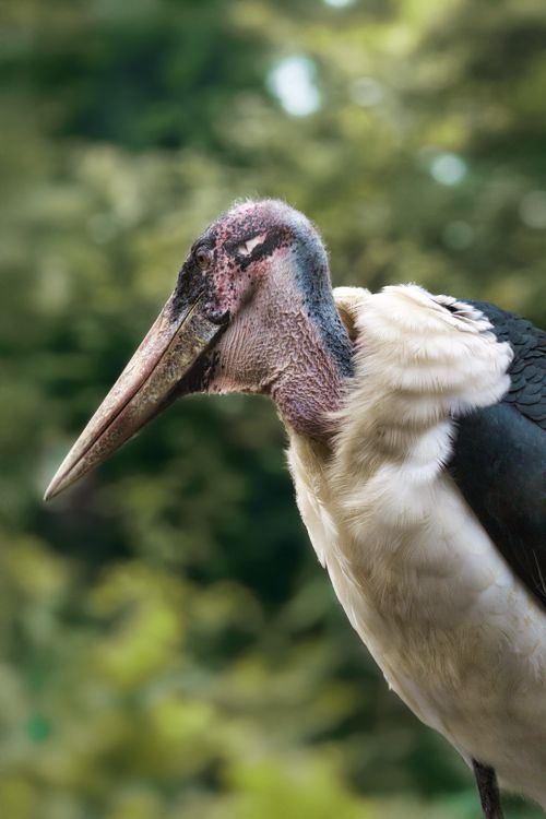 Free Close-up of a marabou stork with a blurred green backdrop, showcasing its unique features. Stock Photo