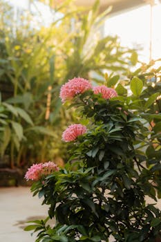 Vibrant pink flowers blooming in a lush garden under warm sunlight.