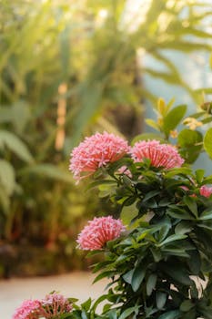 A vibrant pink Ixora blooms under soft sunrise light in a lush green garden setting.