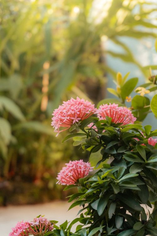 Free A vibrant pink Ixora blooms under soft sunrise light in a lush green garden setting. Stock Photo
