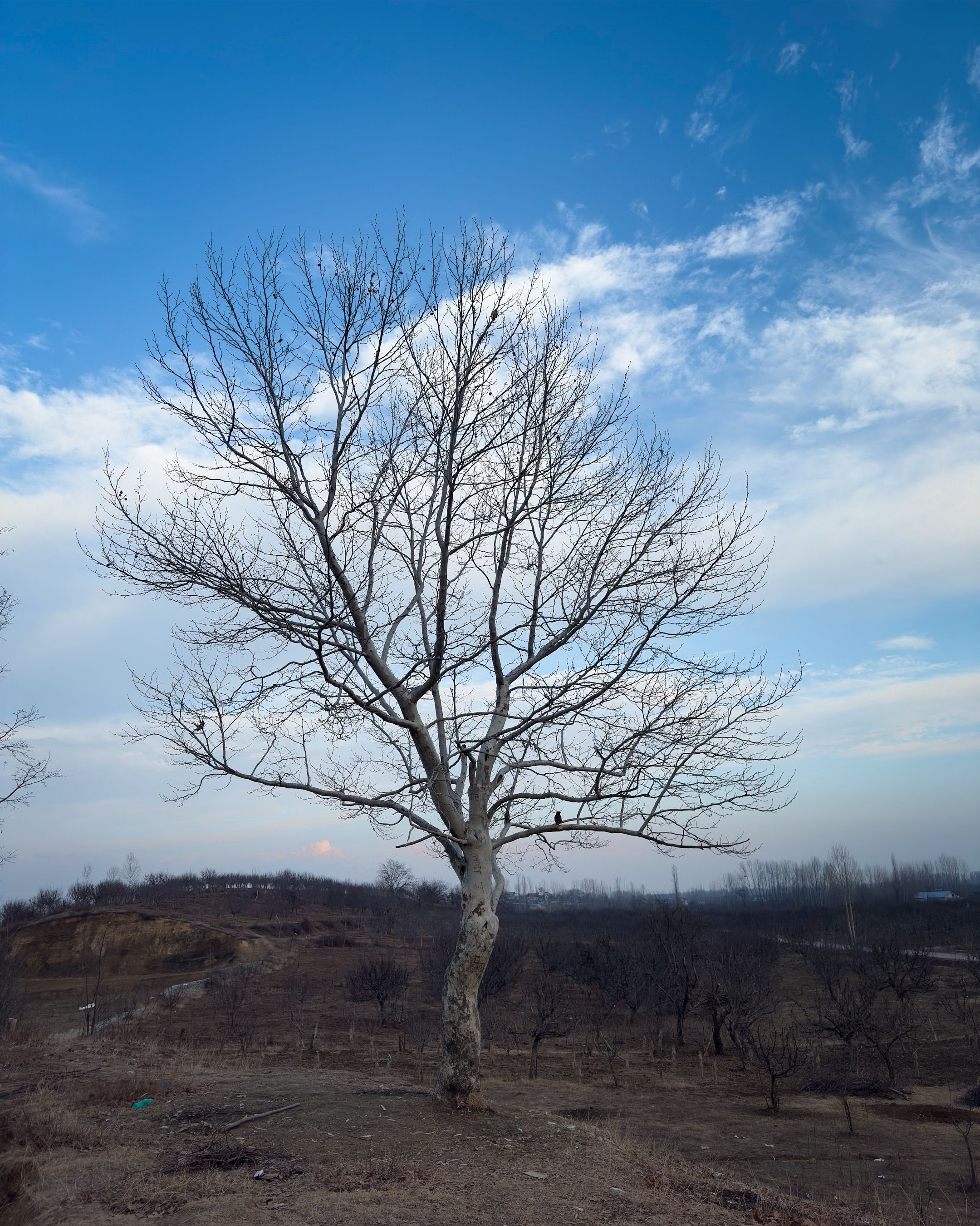 Solitary Tree in Winter Landscape with Clear Sky · Free Stock Photo