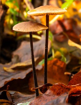 Detailed macro shot of two mushrooms among fallen leaves, capturing autumn's essence.
