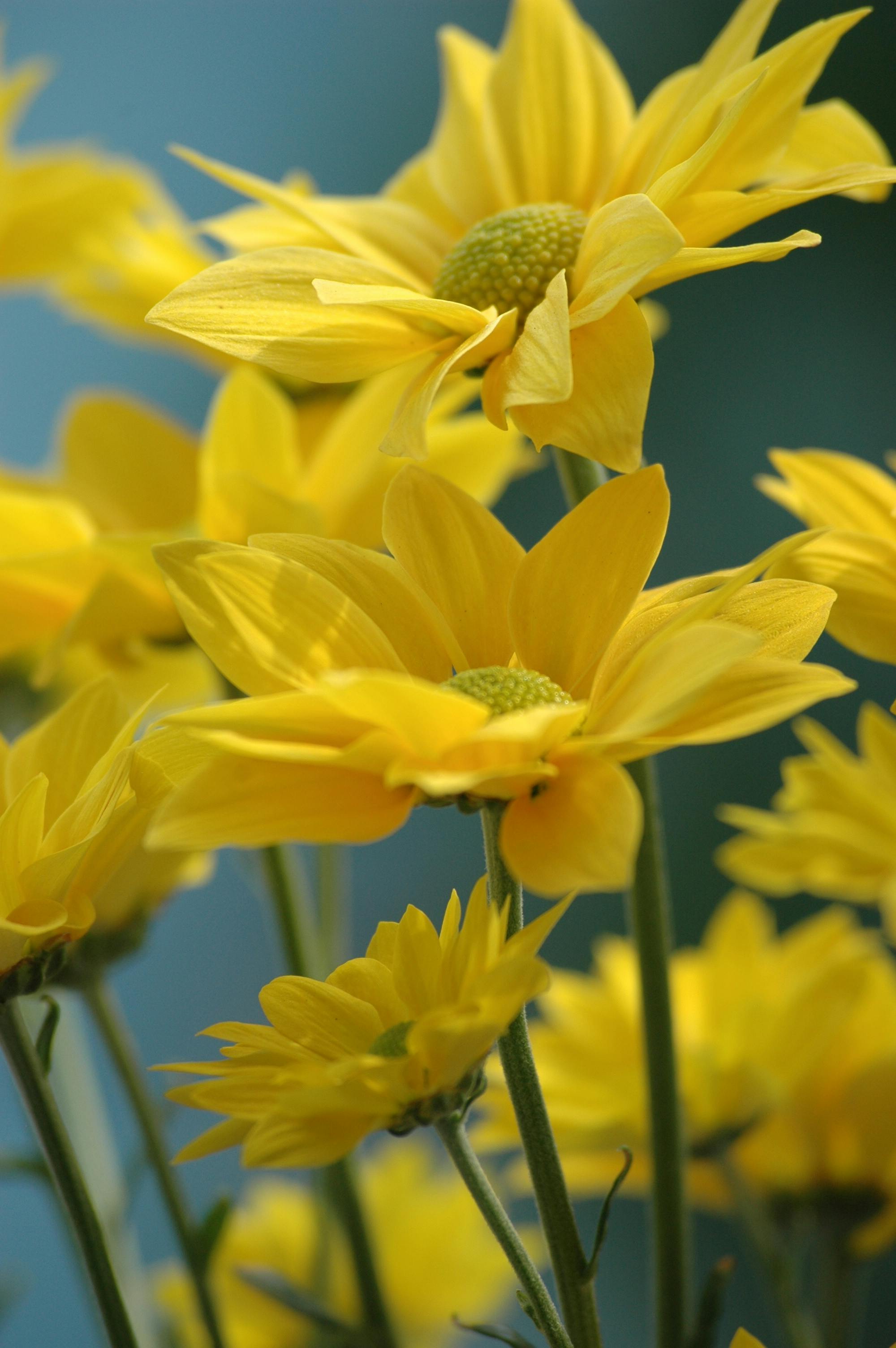 [ColoSach]-close-up-of-bright-yellow-daisies-basking-in-sunlight-against-a-soft-green-background.