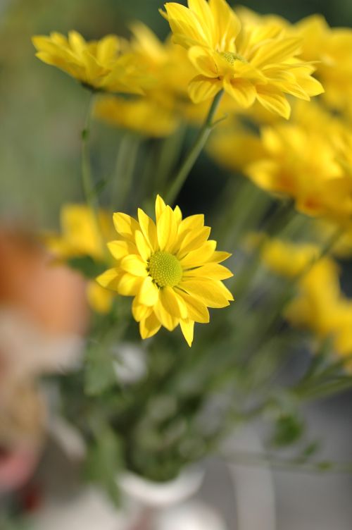 Free Vibrant yellow daisies in full bloom capturing the essence of spring outdoors. Stock Photo