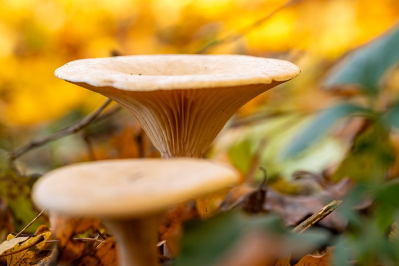 Close-up view of wild mushrooms growing in a forest with autumn foliage background.