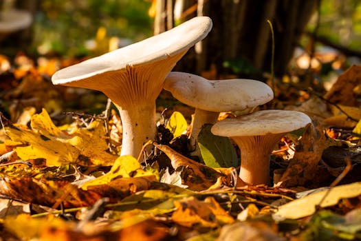 Close-up of mushrooms growing among fallen leaves in an autumn forest setting.