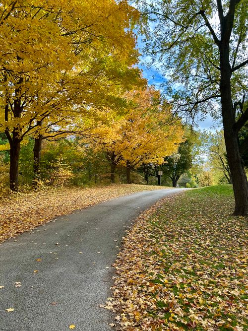 Free A peaceful pathway covered with vibrant autumn leaves and bordered by trees. Stock Photo