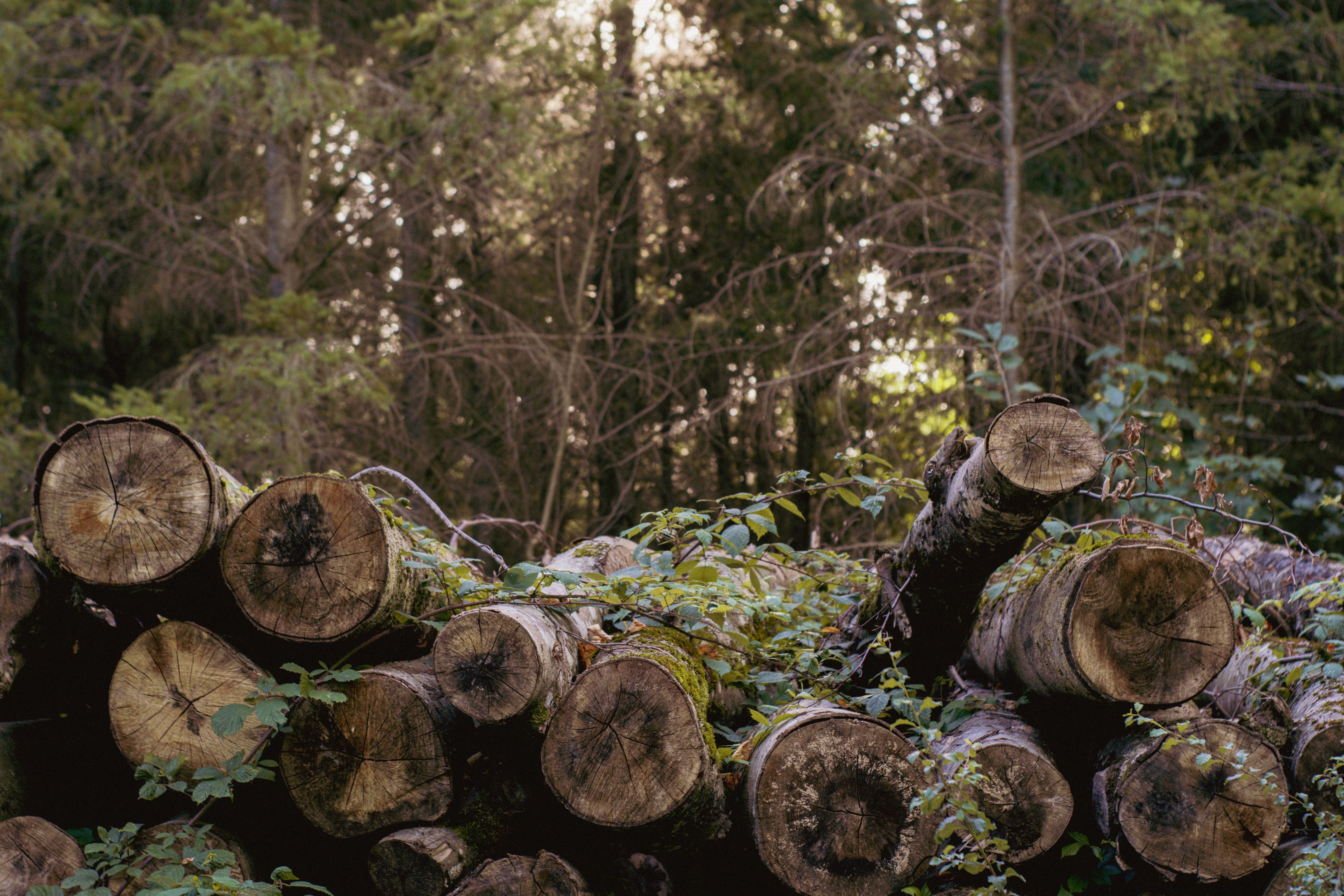 A stack of logs surrounded by lush forest foliage, taken during the day.