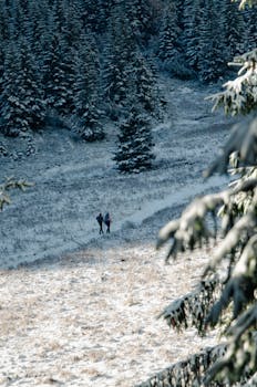 Two people hiking through a snowy pine forest, creating a serene and adventurous winter scene.