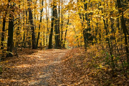 Free A tranquil forest pathway surrounded by vibrant autumn foliage, capturing the essence of fall. Stock Photo