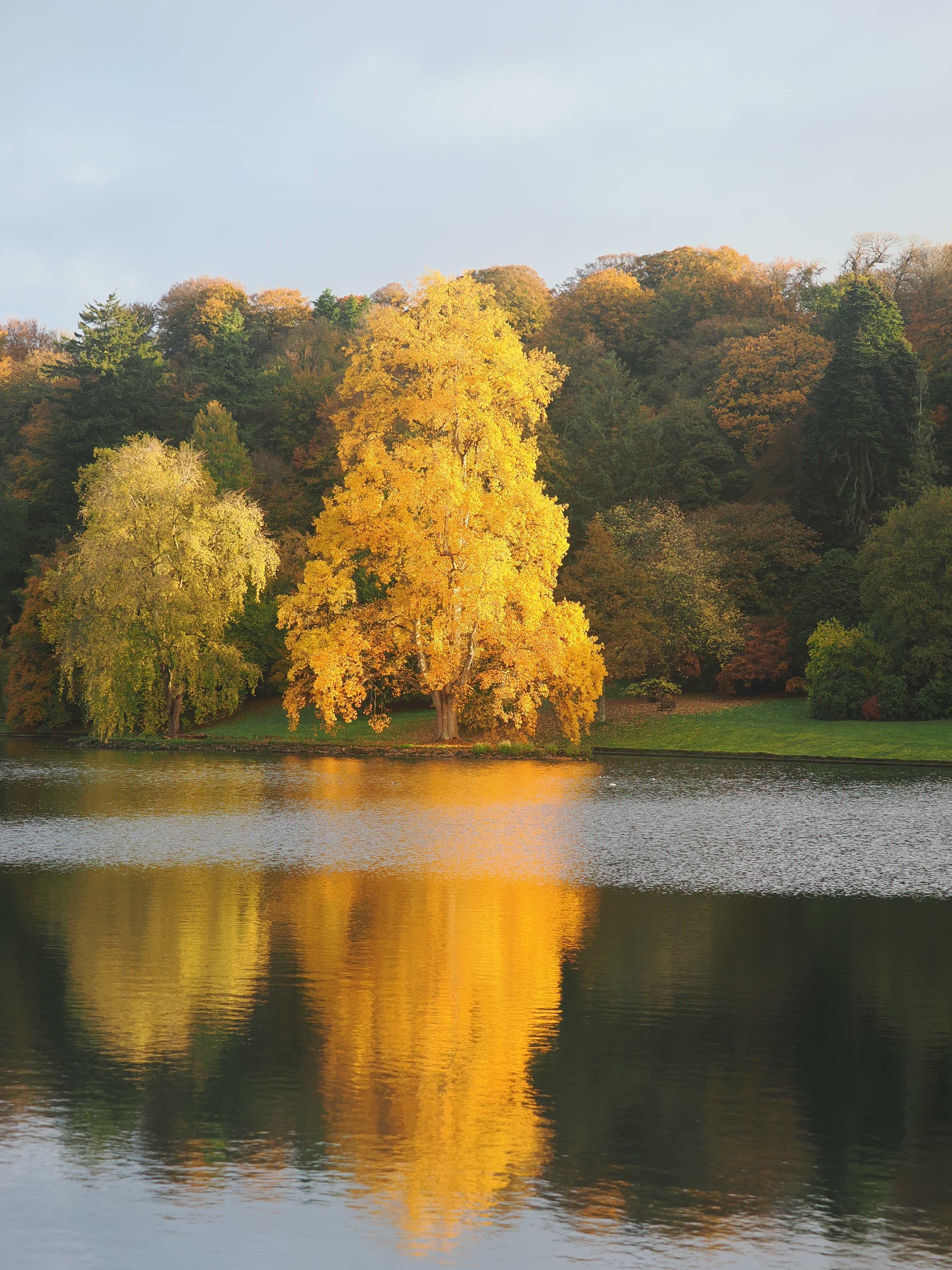 Golden Autumn Tree Reflecting in Tranquil Lake · Free Stock Photo