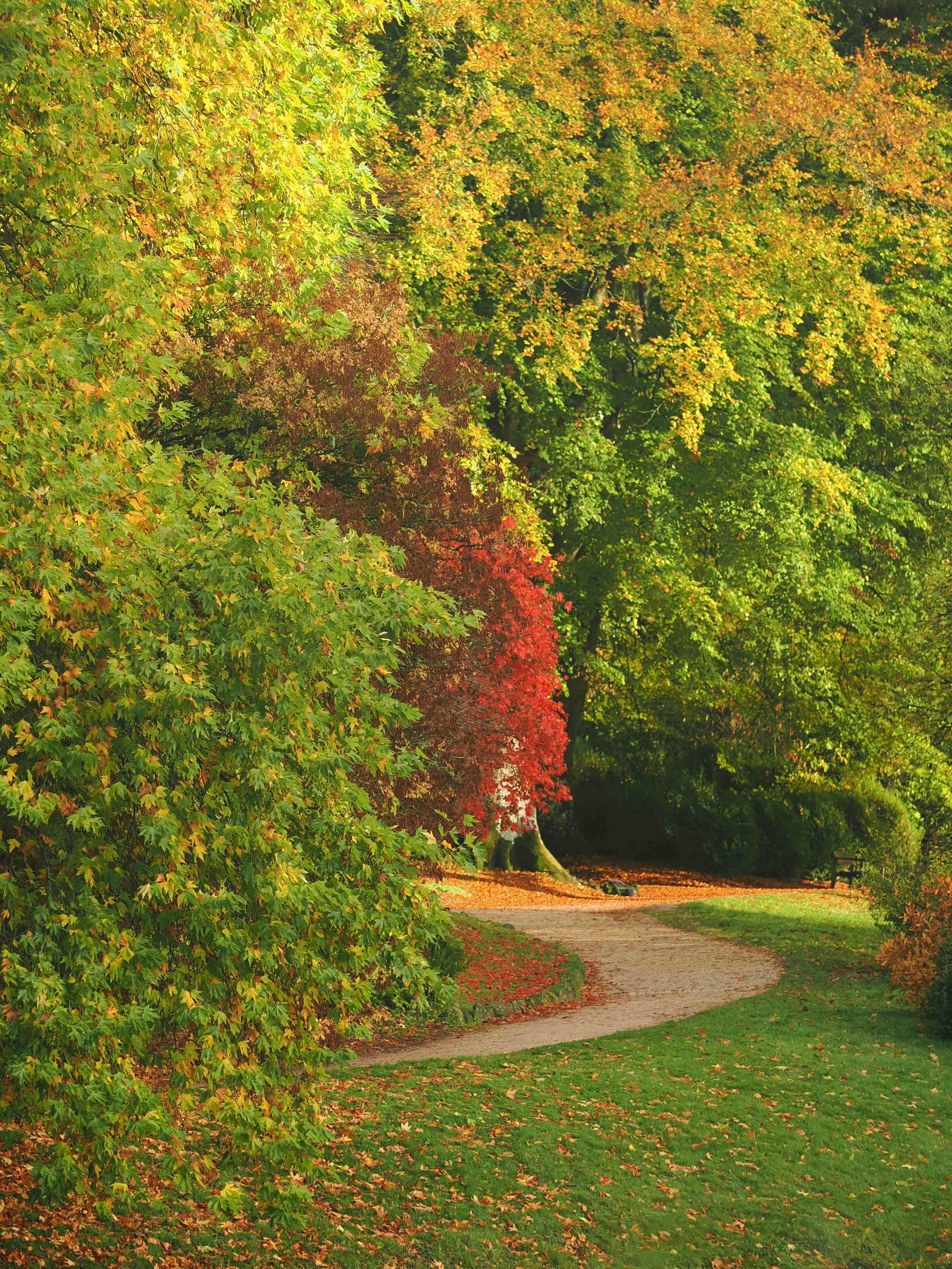 Serene Autumn Path Through Vibrant Forest · Free Stock Photo