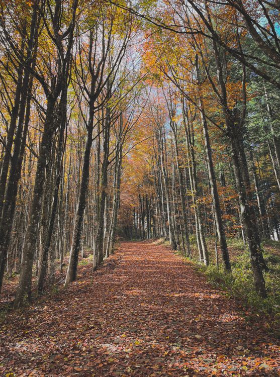 Scenic Autumn Pathway In Monte Grimano Italy Free Stock Photo Scenic Autumn Pathway In Monte Grimano Italy Free Stock Photo