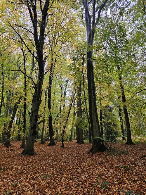 Free Tranquil autumn forest scene with vibrant foliage and a carpet of fallen leaves. Stock Photo