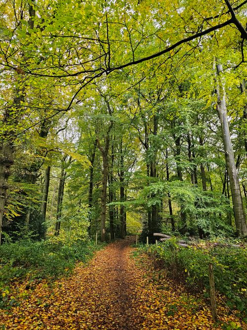 Free Explore a tranquil forest path surrounded by vibrant green trees and fallen leaves. Stock Photo