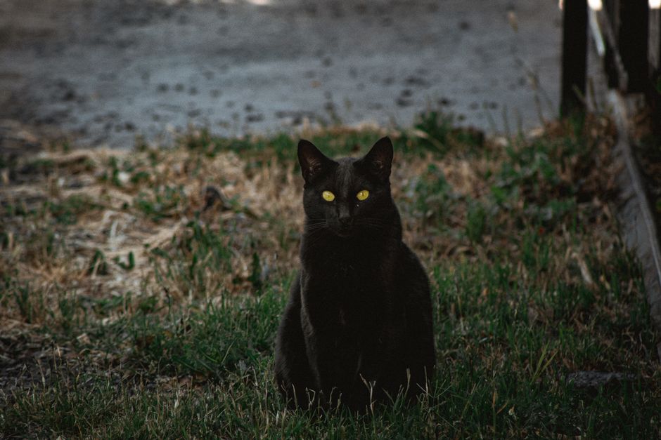 Pisică neagră misterioasă cu ochi strălucitori — simbol al superstiției europene