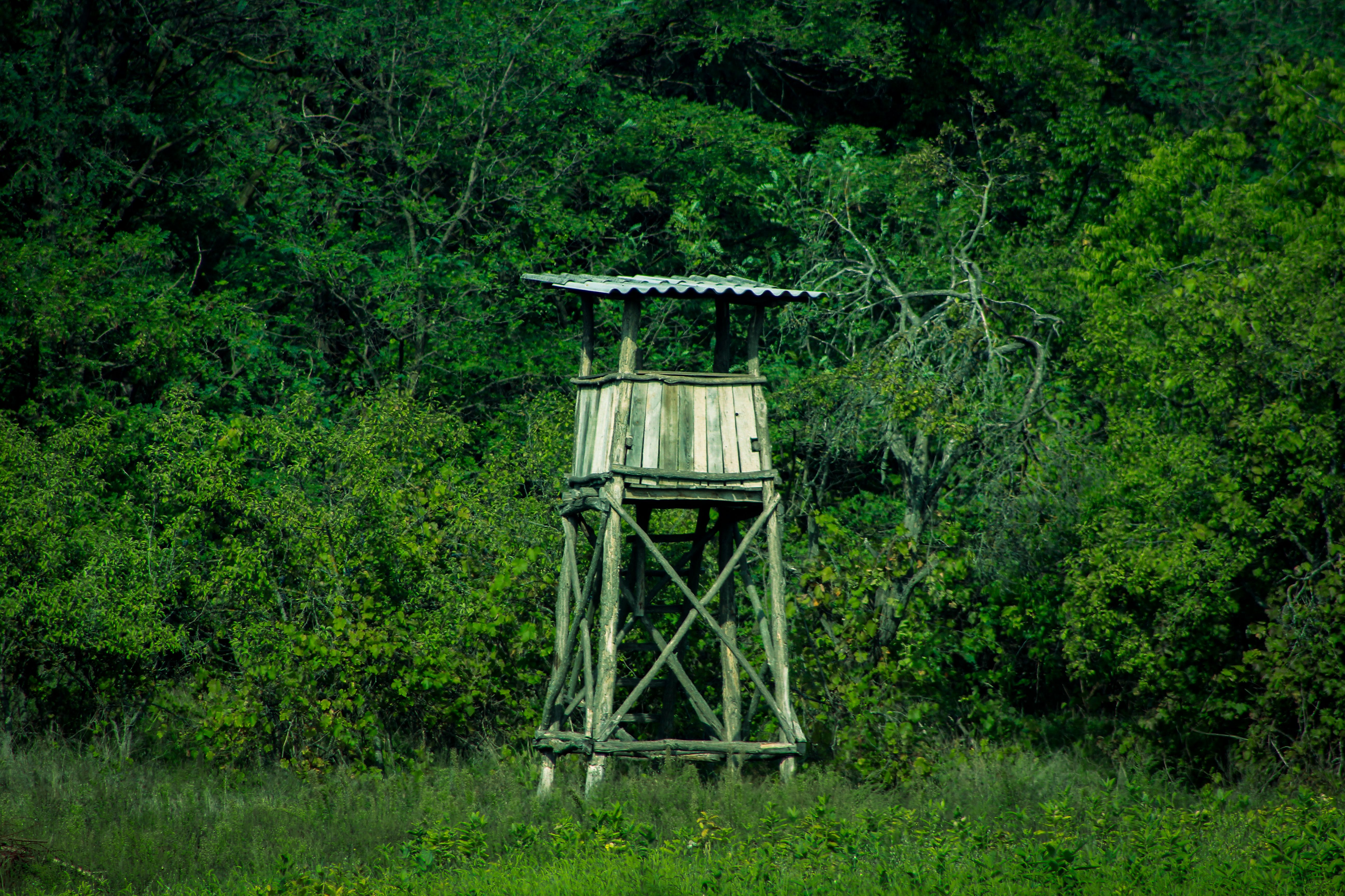 Rustic Hunting Tower in Lush Forest · Free Stock Photo