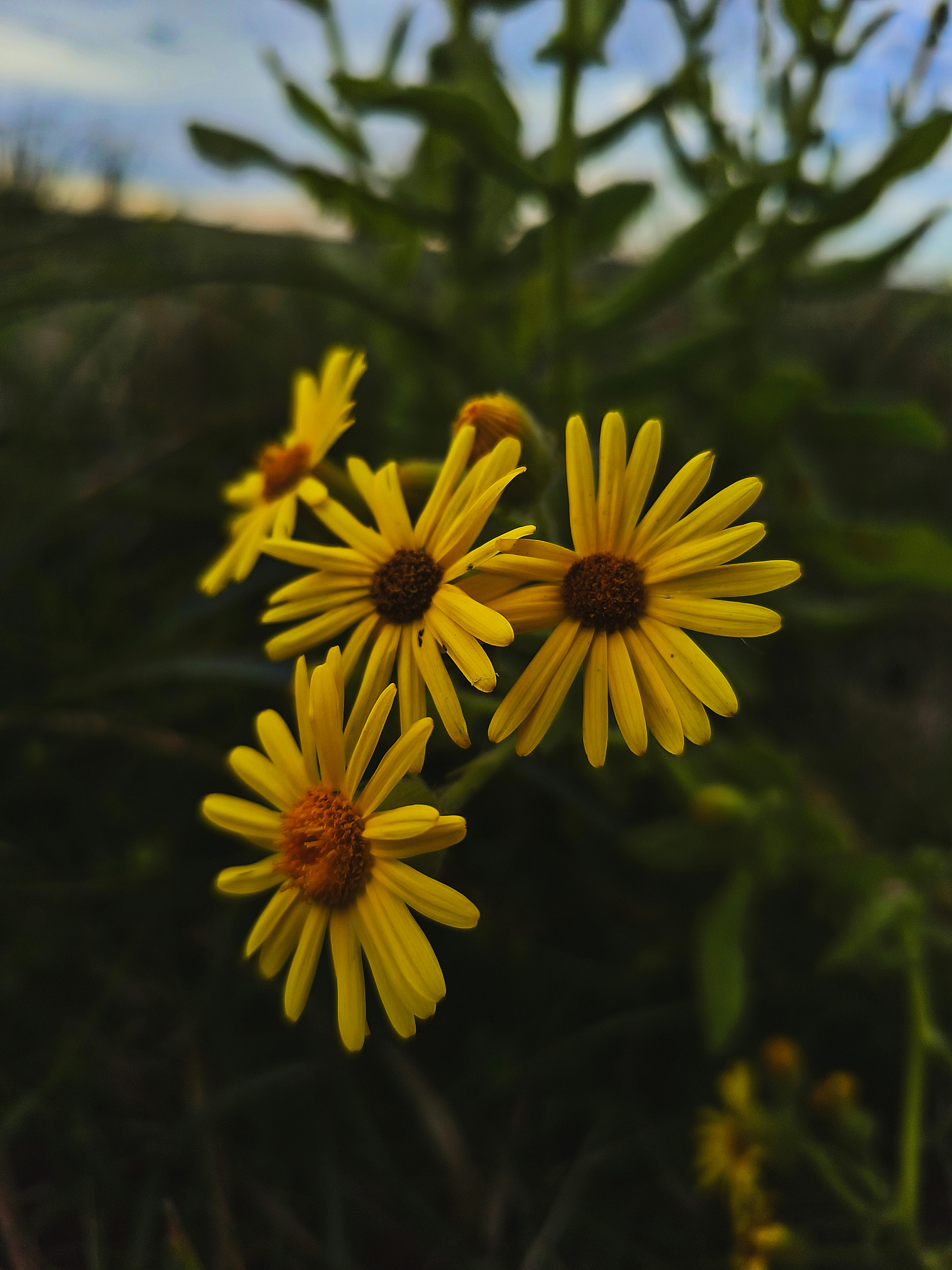 [ColoSach]-close-up-of-bright-yellow-daisies-with-green-leaves-in-a-natural-outdoor-setting,-ideal-nature-background.