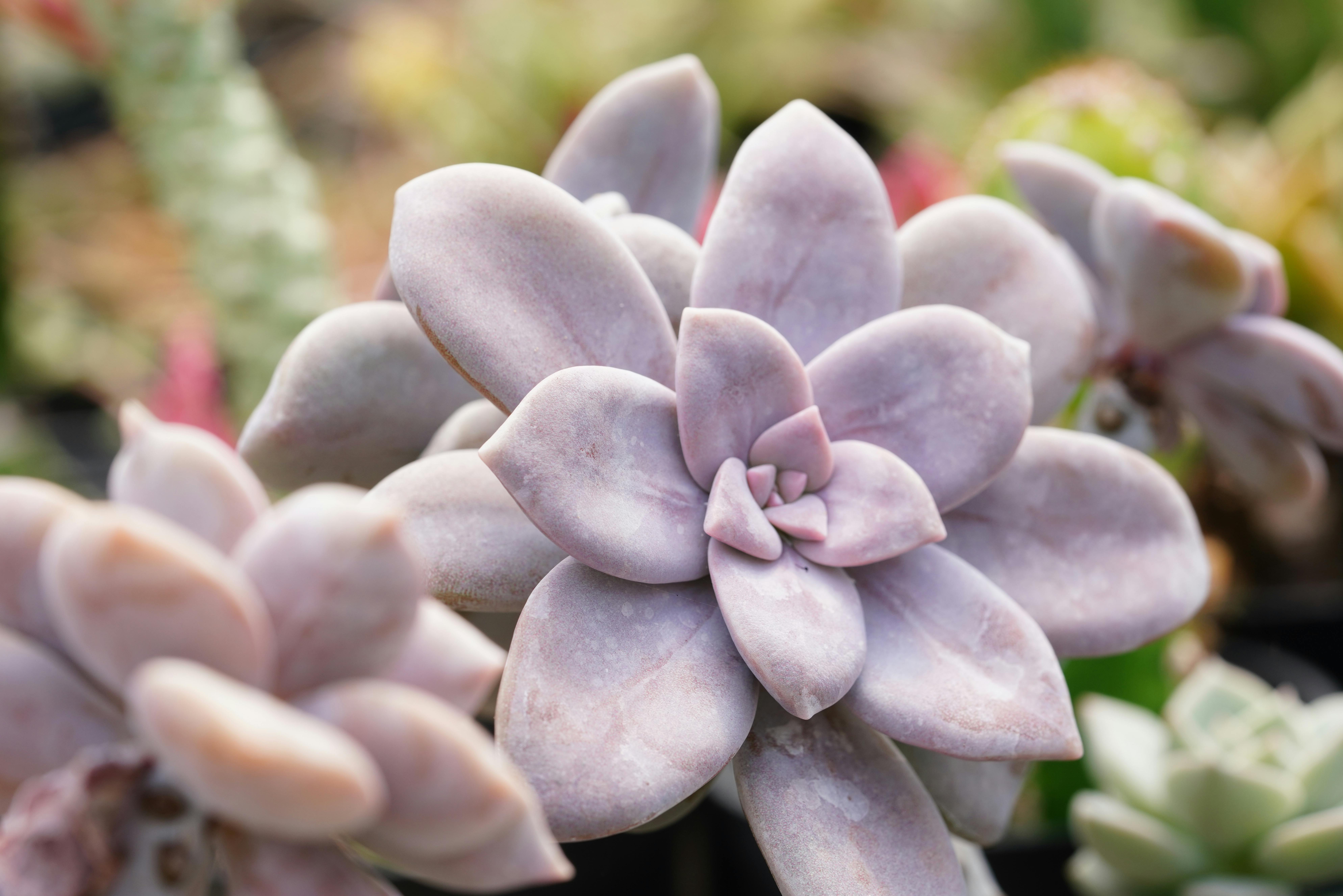 7 Drought-Tolerant Perennials That Practically Take Care of Themselves, According to Gardening Experts — Photo by hartono sub