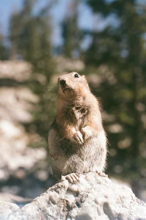 Free A ground squirrel stands alert on a rock surrounded by blurred trees, captured during daylight. Stock Photo