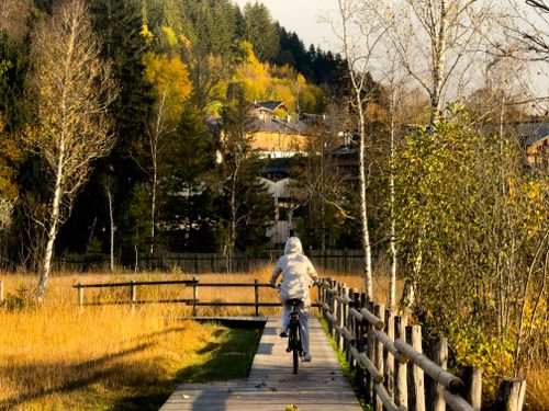 Free A person rides a bike on a wooden path through a picturesque autumn forest. Stock Photo