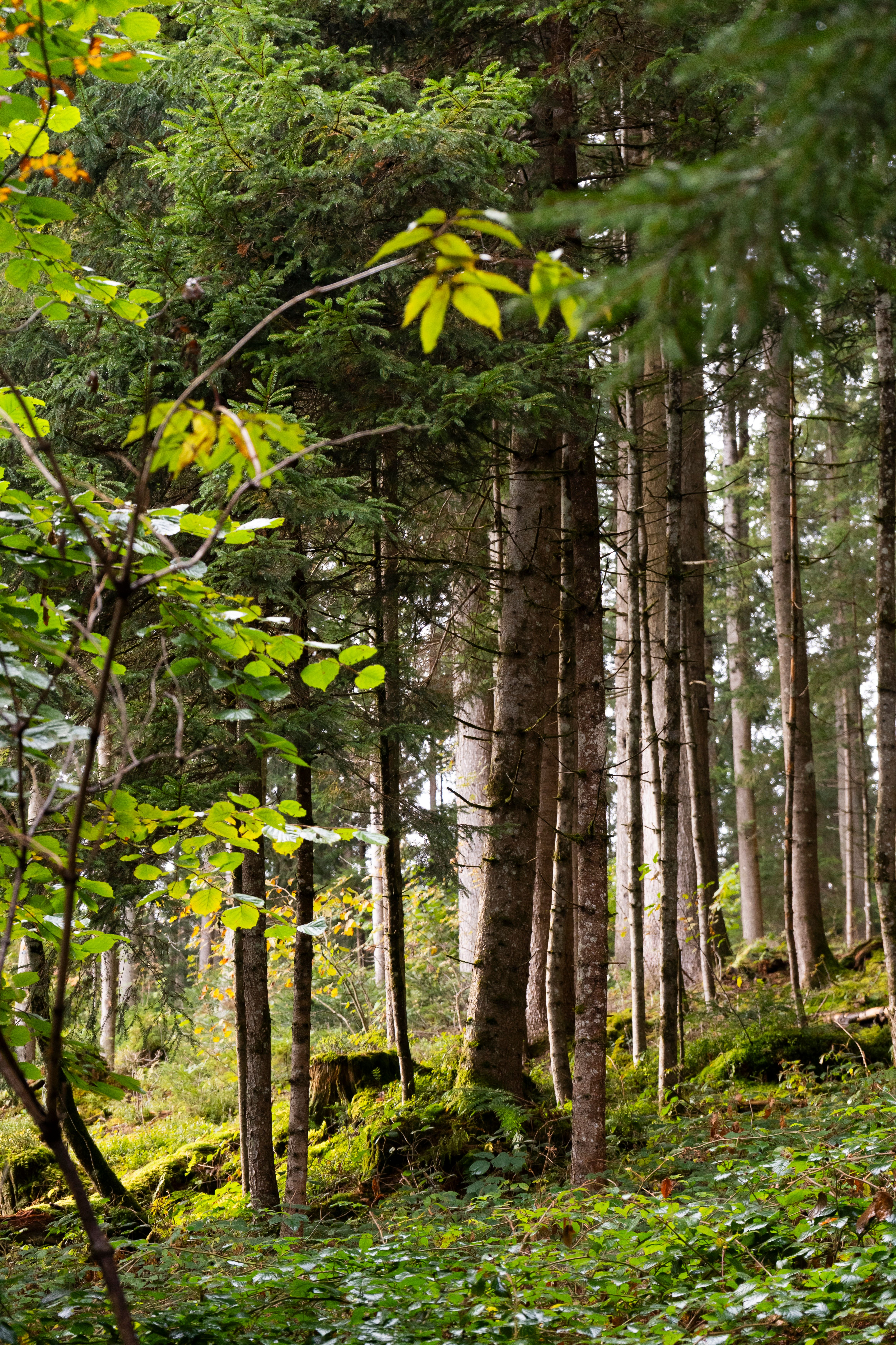 Lush Green Forest with Sunlit Foliage · Free Stock Photo
