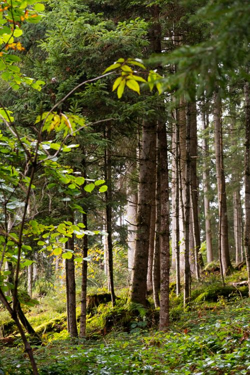 Free Serene forest scene with abundant green foliage and sunlight filtering through. Stock Photo