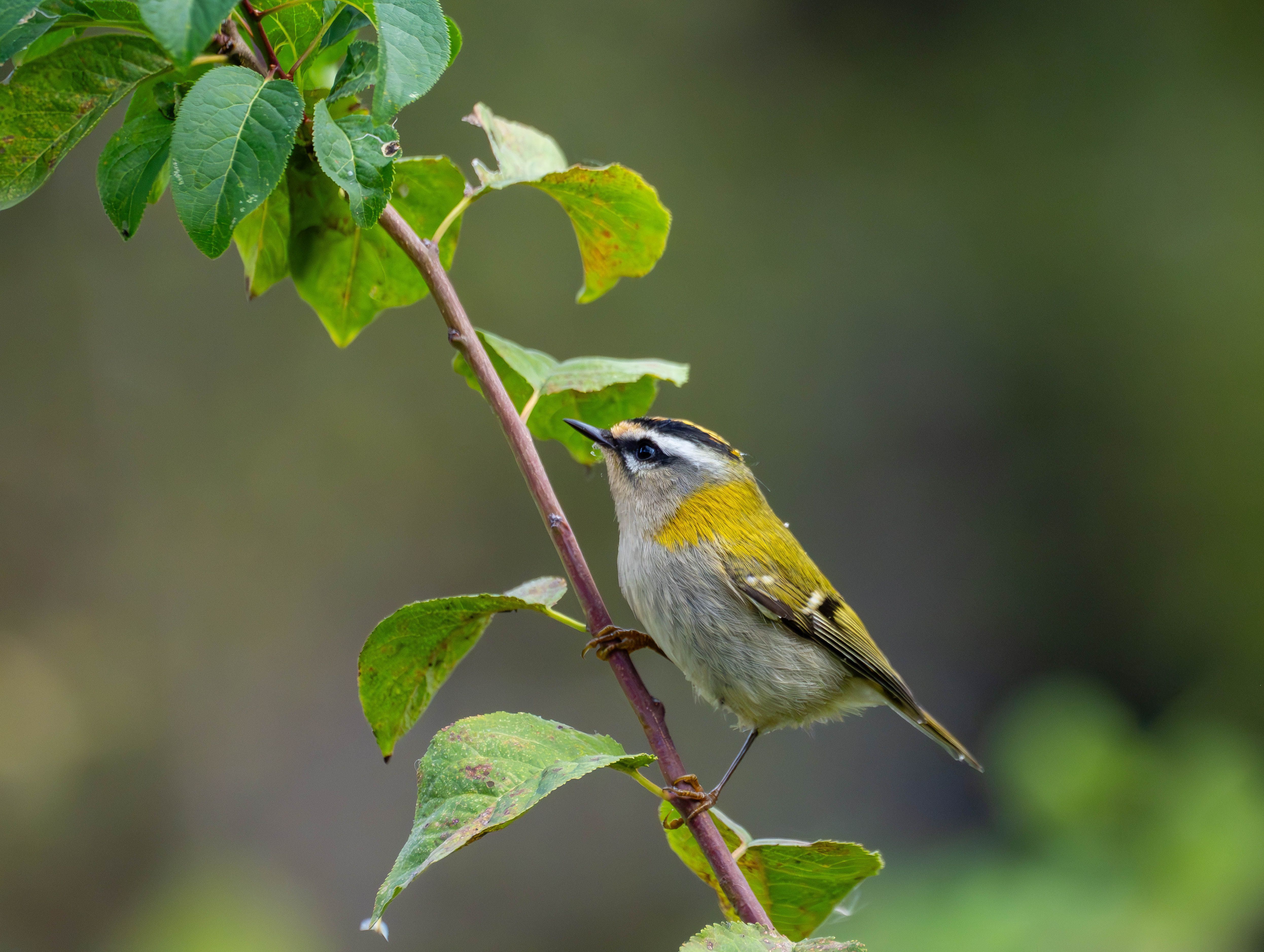 A Bird Japan Knew for 100 Years Was Secretly Two All Along