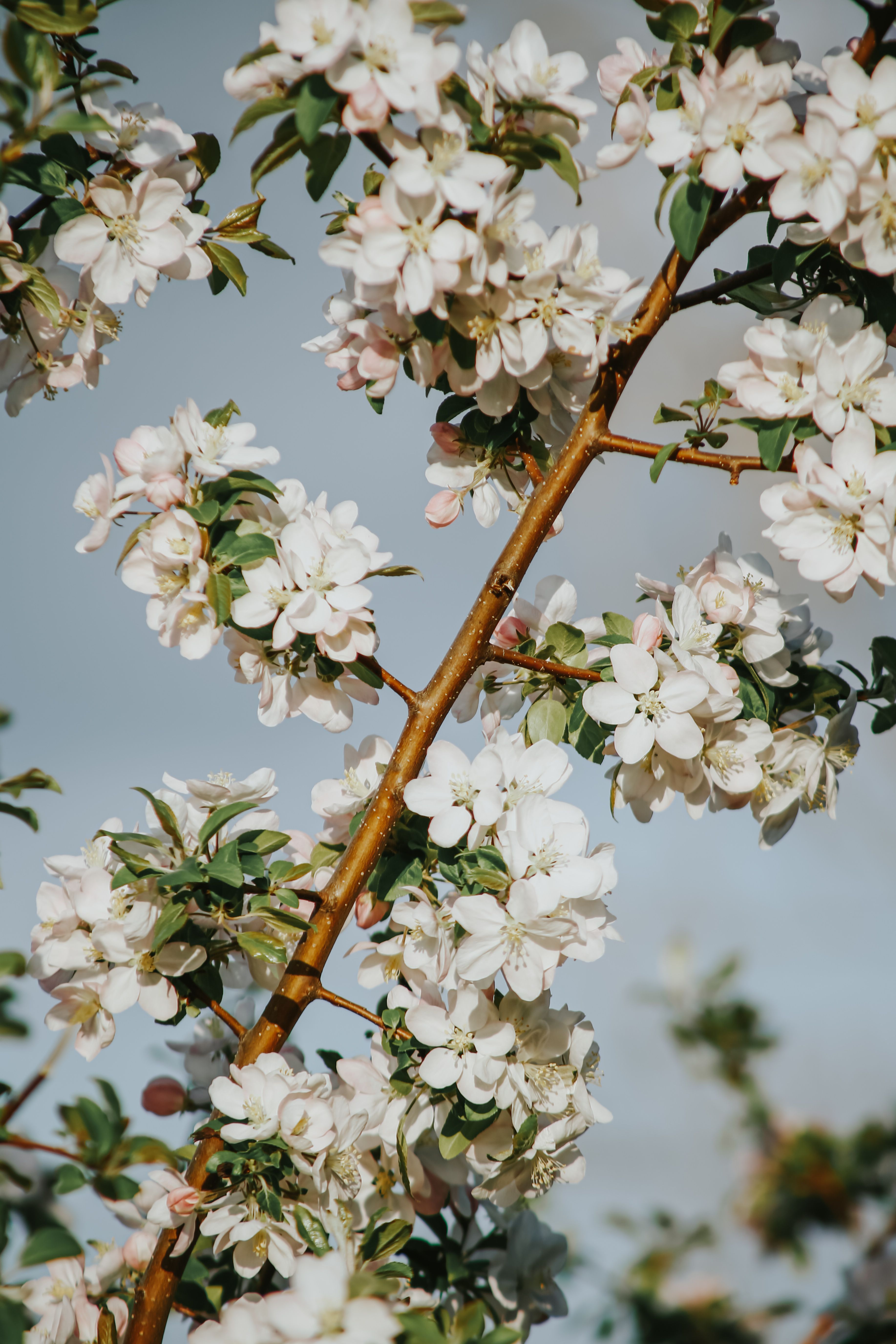 White apple blossom flowers blooming on a branch in Arkansas spring