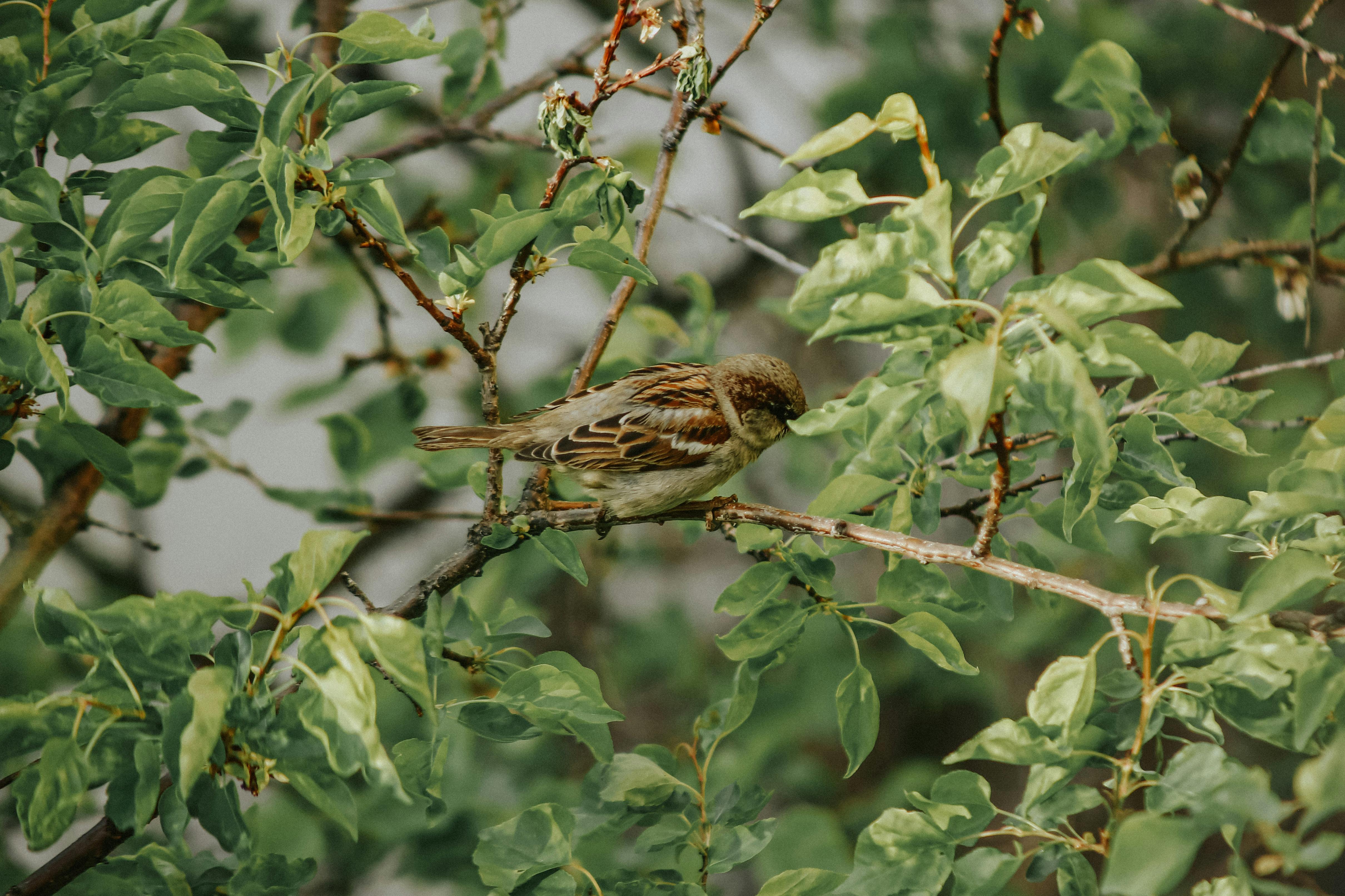 Ribs Anatomy Photos, Download The BEST Free Ribs Anatomy Stock Photos ...