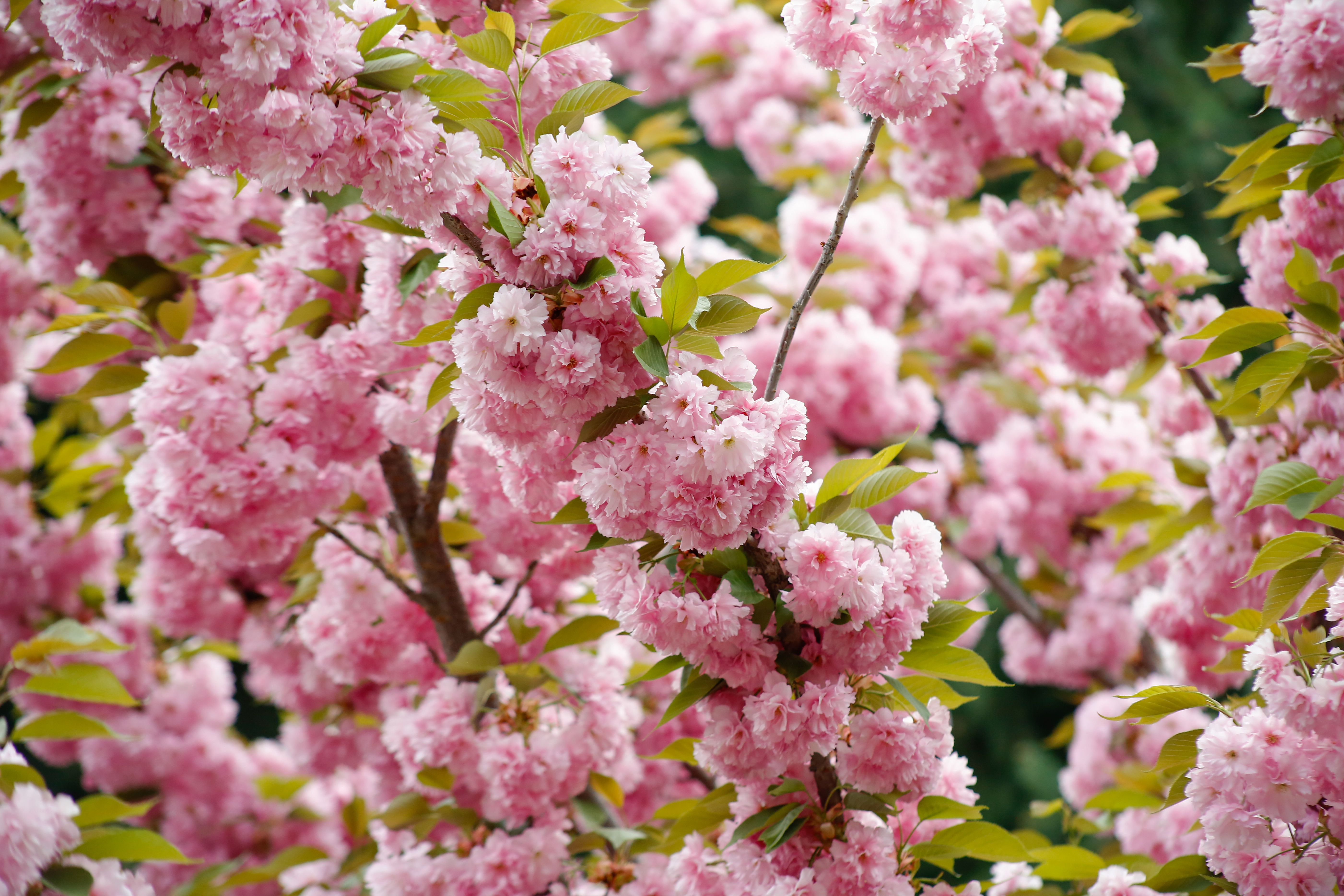 Pink Cherry Blossom Tree in Full Bloom · Free Stock Photo