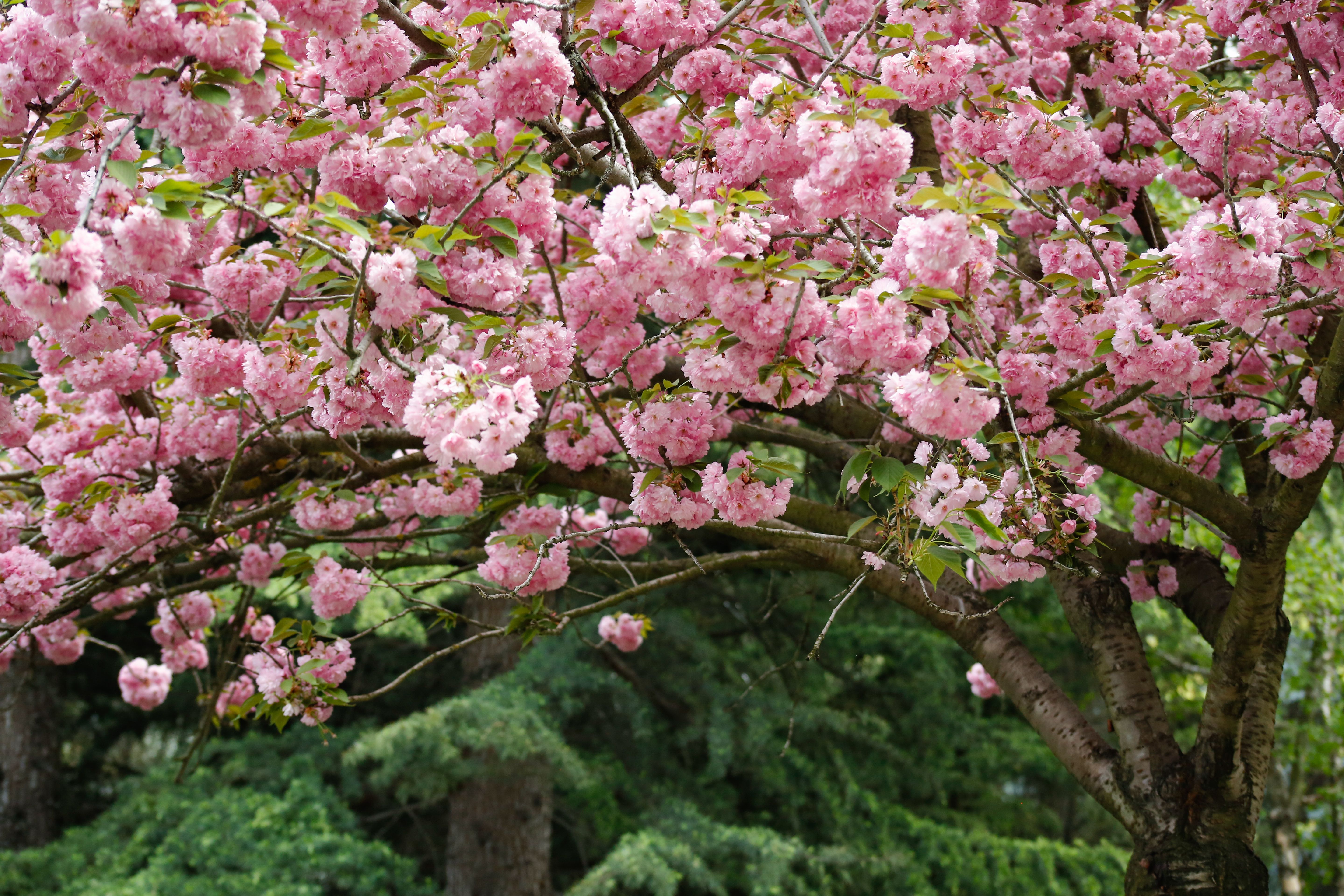Beautiful Cherry Blossom Tree in Full Bloom · Free Stock Photo