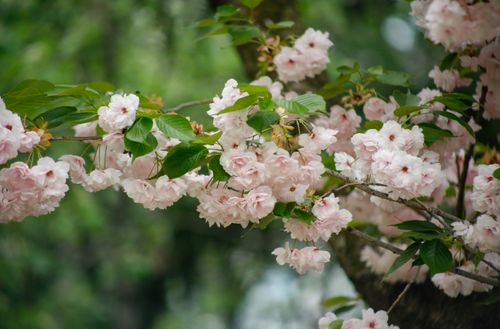 Free A stunning view of cherry blossoms blooming in spring, showcasing nature's beauty. Stock Photo