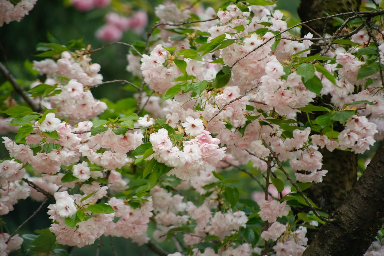 vibrant pale pink cherry blossoms bloom in spring showcasing nature s