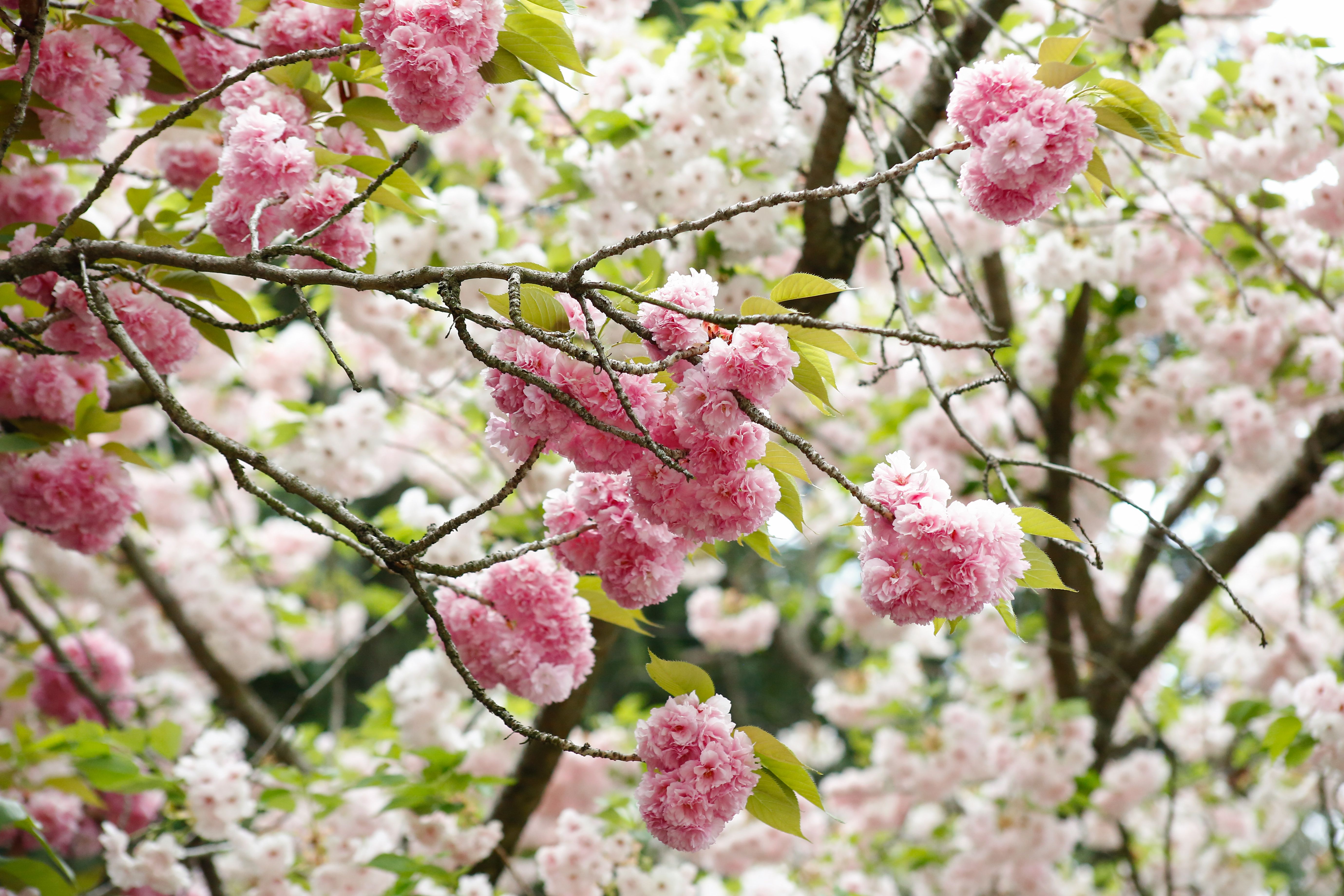 Vibrant Pink Cherry Blossoms in Full Bloom · Free Stock Photo