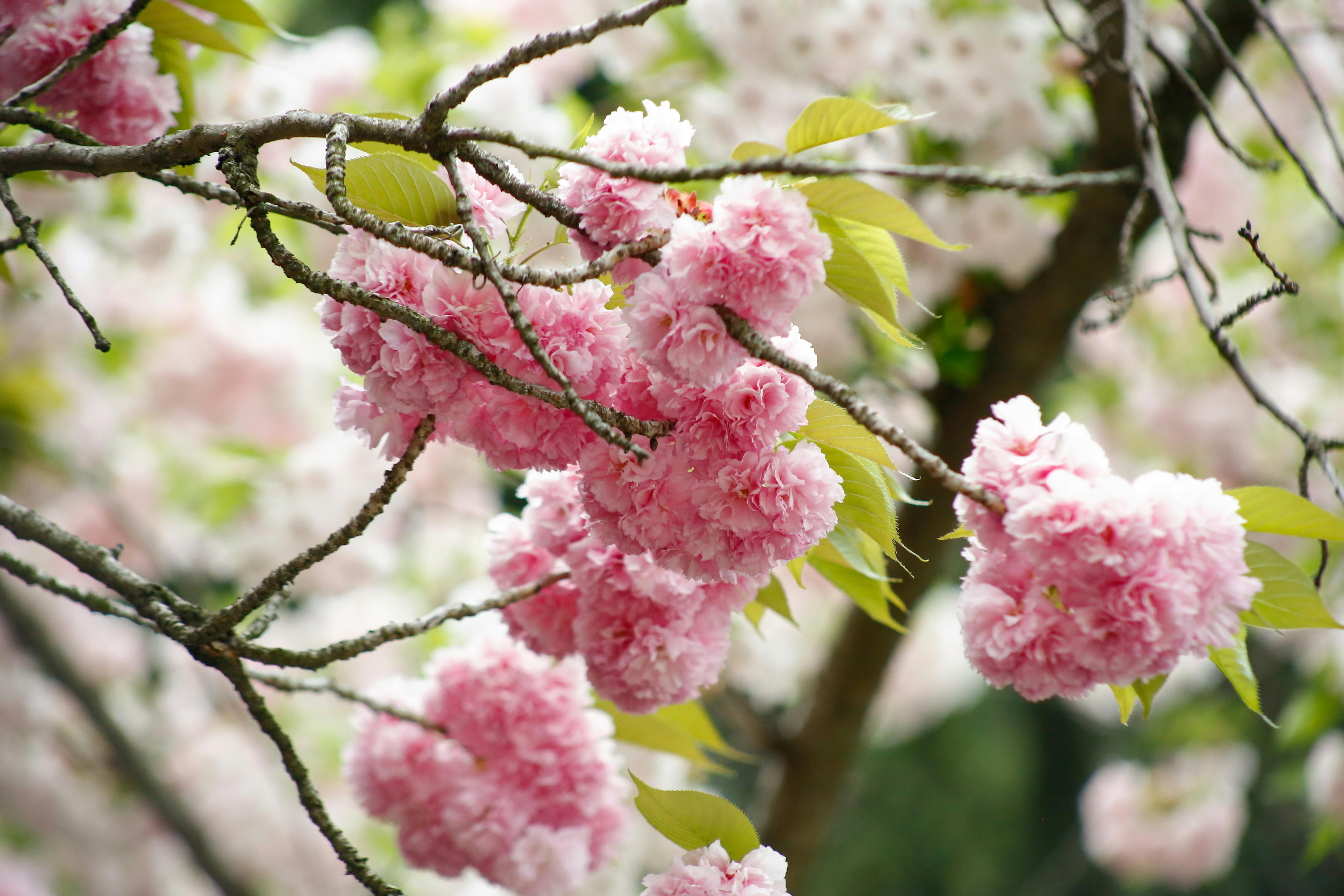 政治：川普抵達日本展開訪問 稍後將會見日本天皇
