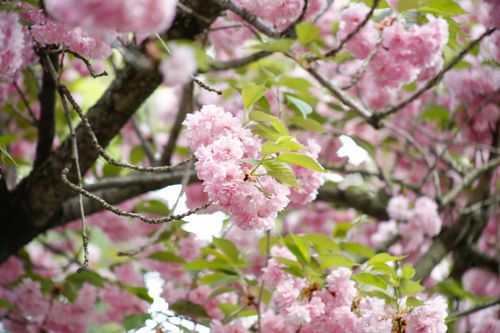 Free Close-up view of vibrant pink cherry blossoms on tree branches in full bloom during spring. Stock Photo