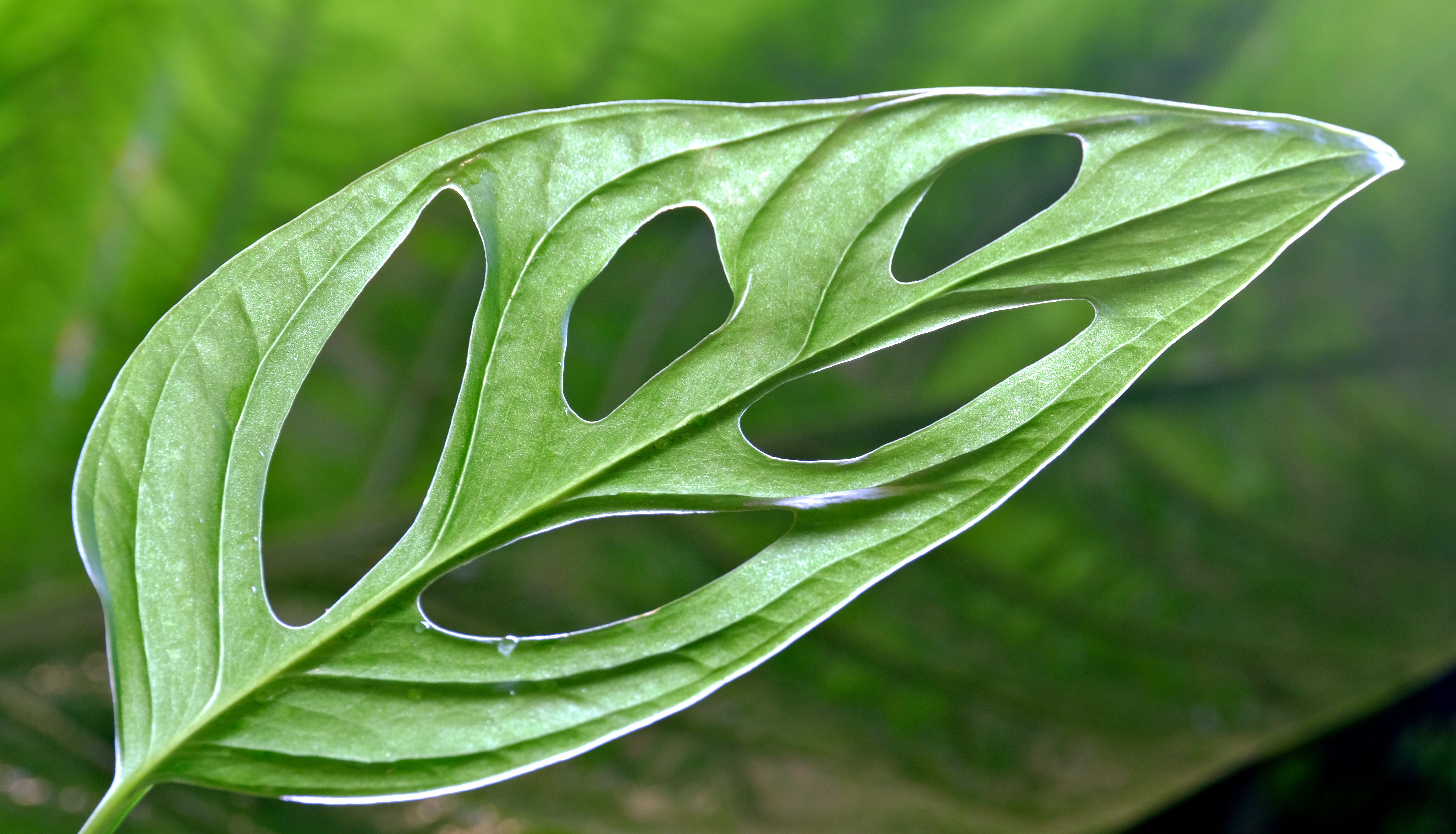 Philodendron Tripartitum x Squamiferum
